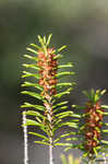 Beach rosemary